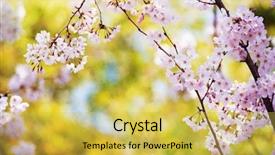  Presentation with gentle - Presentation featuring gentle breeze - cherry blossom and beautiful green background and a yellow colored foreground