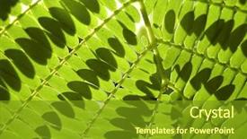  Presentation with gentle - Beautiful presentation featuring gentle breeze - close up detail of backlited backdrop and a tawny brown colored foreground