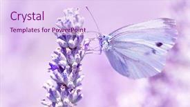  Presentation with purple butterfly - Beautiful presentation theme featuring gentle butterfly with light purple backdrop and a sky blue colored foreground