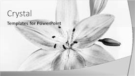  Presentation with lily flower - Presentation design having gentle-lily-flower-isolated background and a white colored foreground