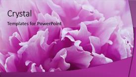  Presentation with gentle - Presentation theme enhanced with gentle purple petals of summer background and a lavender colored foreground