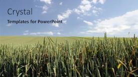  Presentation with gentle - Presentation enhanced with gentle rolling fields of green wheat near wantage wiltshire background and a light blue colored foreground