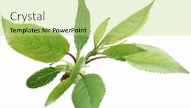  Presentation with gentle - PPT theme with gentle spring leaves on a white background background and a mint green colored foreground