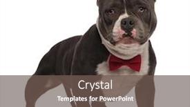  Presentation with bully - Beautiful PPT theme featuring gentleman american bully wearing red bowtie standing on white background backdrop and a tawny brown colored foreground