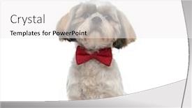  Presentation with forward - Amazing PPT theme having gentleman-shih-tzu-puppy-wearing backdrop and a white colored foreground