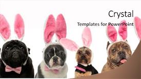  Presentation with bunny - Presentation with gentlemen - large group of dogs wearing background and a lemonade colored foreground