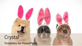  Presentation with dogs - Colorful presentation theme enhanced with gentlemen - three happy dogs wearing easter backdrop and a coral colored foreground