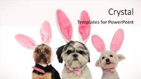  Presentation with dogs - Cool new theme with gentlemen - three little funny dogs wearing backdrop and a lemonade colored foreground