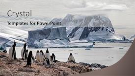  Presentation with antarctic - PPT theme with gentoo-penguin-colony background and a light gray colored foreground
