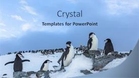  Presentation with antarctic - Presentation theme with gentoo penguins on iceberg antarctic background and a light blue colored foreground