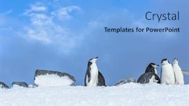  Presentation with iceberg - Presentation design featuring gentoo penguins on iceberg antarctic background and a light blue colored foreground