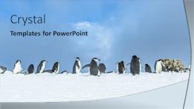  Presentation with antarctic - Presentation theme with gentoo penguins on iceberg antarctic background and a light blue colored foreground