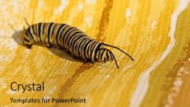  Presentation with monarch butterfly - Amazing slide set having genuine monarch butterfly caterpillar danaus backdrop and a gold colored foreground