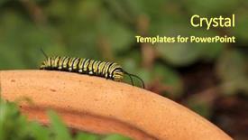  Presentation with monarch butterfly - Beautiful PPT theme featuring genuine monarch butterfly caterpillar danaus backdrop and a tawny brown colored foreground