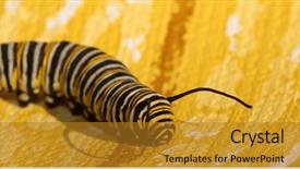  Presentation with monarch butterfly - Presentation design featuring genuine monarch butterfly caterpillar danaus background and a gold colored foreground