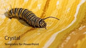  Presentation with cocoon - Slide set enhanced with genuine monarch butterfly caterpillar danaus background and a gold colored foreground