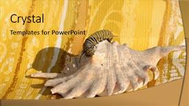  Presentation with monarch butterfly - Presentation theme consisting of genuine monarch butterfly caterpillar danaus background and a yellow colored foreground