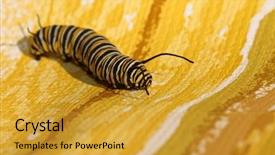  Presentation with cocoon - Beautiful slide set featuring genuine monarch butterfly caterpillar danaus backdrop and a gold colored foreground
