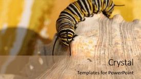 Presentation with monarch butterfly - Audience pleasing presentation design consisting of genuine monarch butterfly caterpillar danaus backdrop and a coral colored foreground