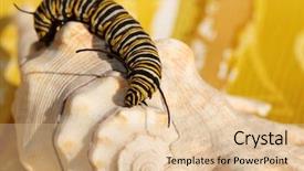  Presentation with cocoon - Presentation theme featuring genuine monarch butterfly caterpillar danaus background and a lemonade colored foreground