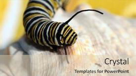  Presentation with monarch butterfly - Presentation theme with genuine monarch butterfly caterpillar danaus background and a lemonade colored foreground