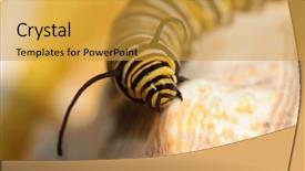  Presentation with monarch butterfly - Slide set enhanced with genuine monarch butterfly caterpillar danaus background and a gold colored foreground
