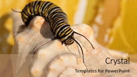  Presentation with cocoon - Amazing presentation design having genuine monarch butterfly caterpillar danaus backdrop and a coral colored foreground