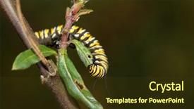  Presentation with pupa - Cool new slide set with genuine monarch butterfly caterpillar danaus backdrop and a tawny brown colored foreground