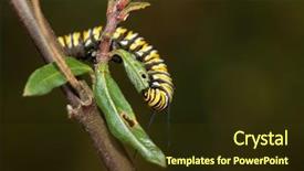  Presentation with pupa - Presentation consisting of genuine monarch butterfly caterpillar danaus background and a tawny brown colored foreground