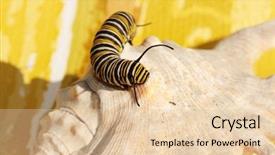  Presentation with cocoon - Cool new presentation design with genuine monarch butterfly caterpillar danaus backdrop and a lemonade colored foreground