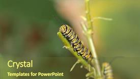  Presentation with pupa - Amazing presentation having genuine monarch butterfly caterpillar danaus backdrop and a tawny brown colored foreground