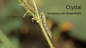  Presentation with pupa - Presentation theme consisting of genuine monarch butterfly caterpillar danaus background and a seafoam green colored foreground