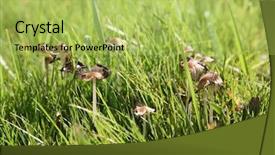  Presentation with spores - Beautiful slides featuring genuine shaggy mane aka coprinus comatus mushrooms growing in grass as they decompose as in this image they release their spores so they can grow again and again mushrooms are cool backdrop and a yellow colored foreground