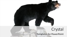  Presentation with black bear - Colorful presentation design enhanced with genuine stuffed north american black backdrop and a white colored foreground