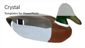  Presentation with duck - PPT theme having genuine wooden duck decoy isolated background and a white colored foreground