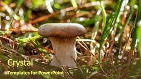  Presentation with mushroom - Presentation design featuring genus of mushroom-producing fungi background and a tawny brown colored foreground