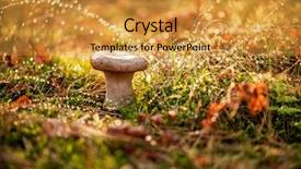  Presentation with fungi - Amazing presentation design having genus of mushroom-producing fungi backdrop and a gold colored foreground