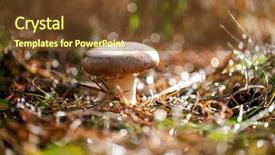  Presentation with mushroom - Colorful presentation theme enhanced with genus of mushroom-producing fungi backdrop and a tawny brown colored foreground