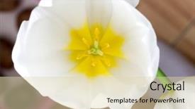  Presentation with uromastyx a genus of african - Audience pleasing slide set consisting of genus of perennial bulbous plant backdrop and a lemonade colored foreground