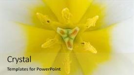  Presentation with tulip - Slide deck having genus of perennial bulbous plant background and a yellow colored foreground