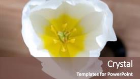  Presentation with tulip - PPT theme featuring genus of perennial bulbous plant background and a tawny brown colored foreground