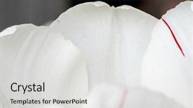  Presentation with tulip - Amazing PPT theme having genus of perennial bulbous plant backdrop and a light gray colored foreground