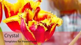  Presentation with tulip - Slide set featuring genus of perennial bulbous plant background and a red colored foreground