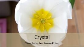  Presentation with tulip - Slide deck having genus of perennial bulbous plant background and a coral colored foreground