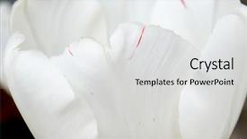  Presentation with uromastyx a genus of african - Audience pleasing PPT theme consisting of genus of perennial bulbous plant backdrop and a white colored foreground