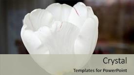  Presentation with tulip - Presentation design consisting of genus of perennial bulbous plant background and a light gray colored foreground