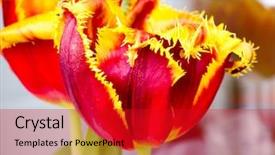  Presentation with tulip - Colorful slide deck enhanced with genus of perennial bulbous plant backdrop and a crimson colored foreground