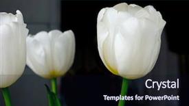  Presentation with tulip - Slide deck having genus of perennial bulbous plant background and a wine colored foreground