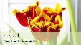  Presentation with tulip - Slide set featuring genus of perennial bulbous plant background and a soft green colored foreground