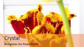  Presentation with tulip - Presentation design consisting of genus of perennial bulbous plant background and a gold colored foreground